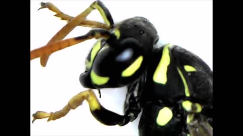 Good morning! Wasp dance under the microscope!