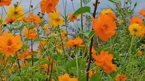 sweet potato flowers