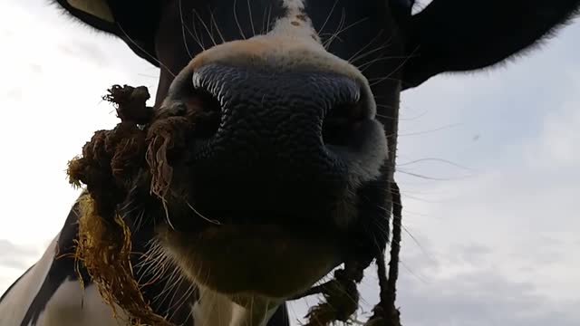 Angry cow Angry cow