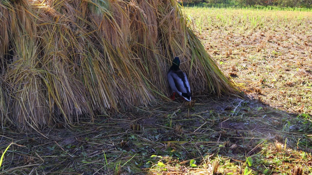 Ducks are pecking at the grains in the stacks of rice harvested in the fal