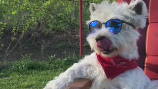 Dog eating Oreo ice cream like a boss