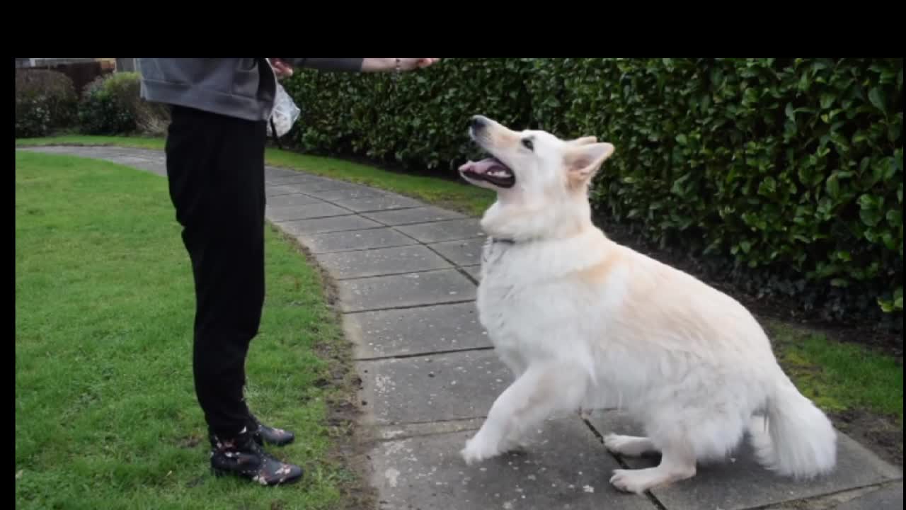 Train a DOG in two Languages. (English & Russian)