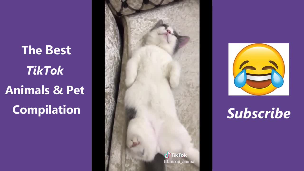 The Best TikTok Animals & Pet Compilation 2019