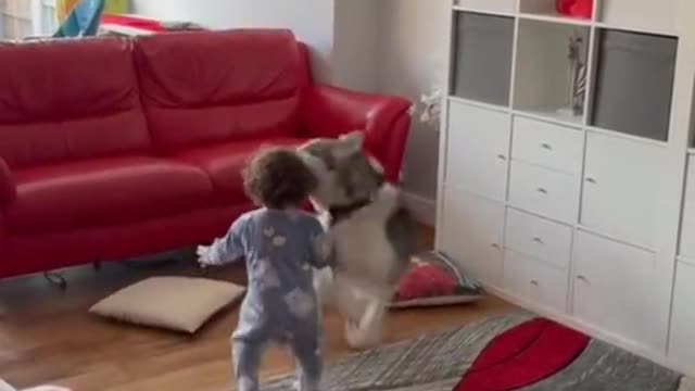 You Will Laugh In 10 Seconds 😂 - Top Funny Dog Videos