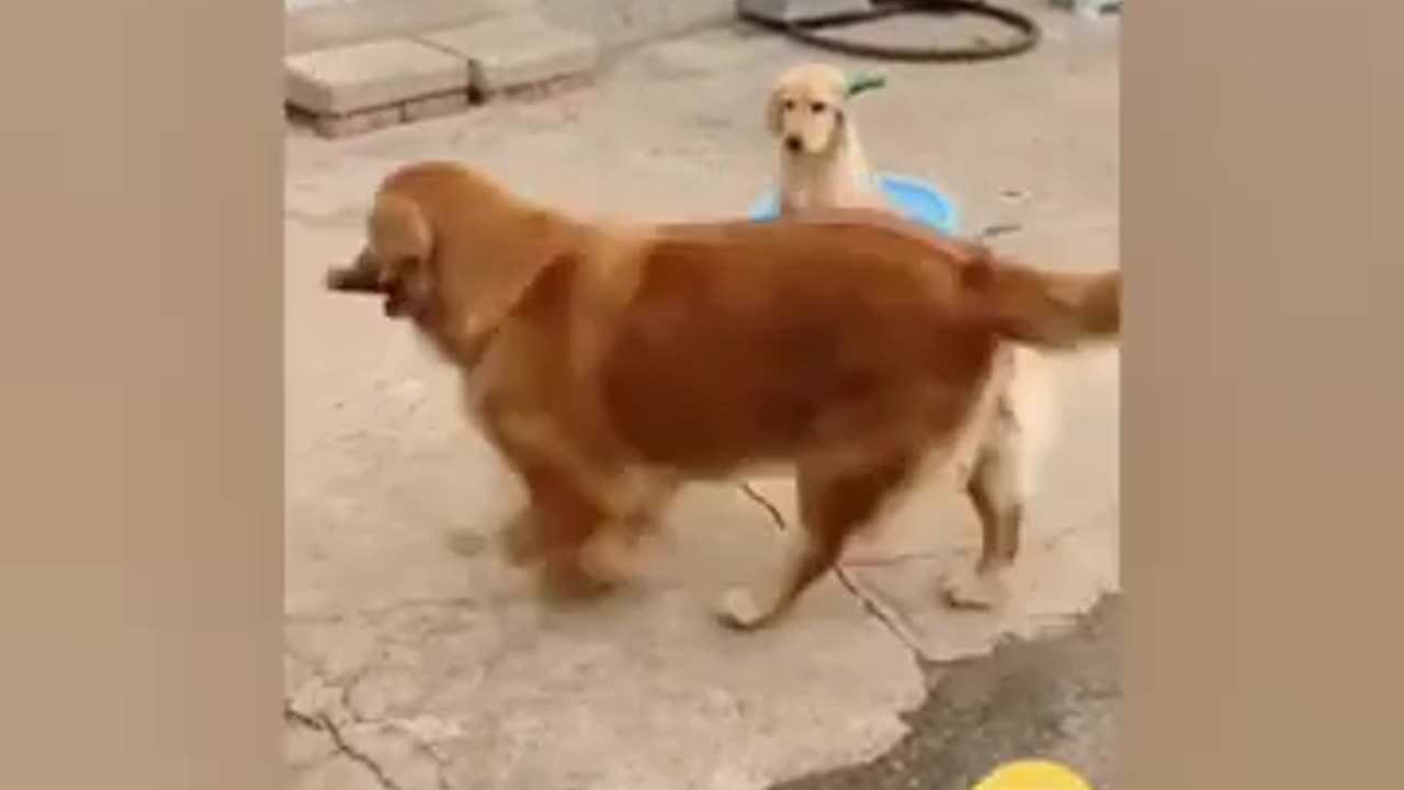 Funny Animal Videos