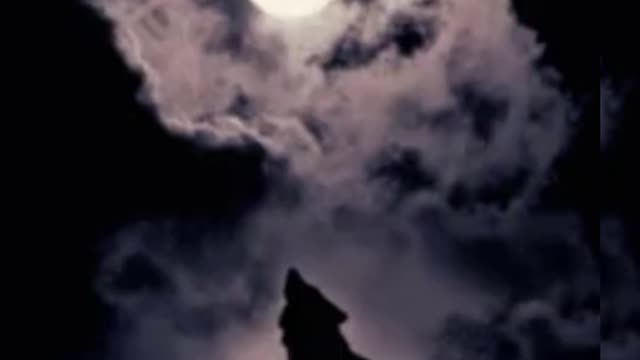 Wolf howling at night sound effect