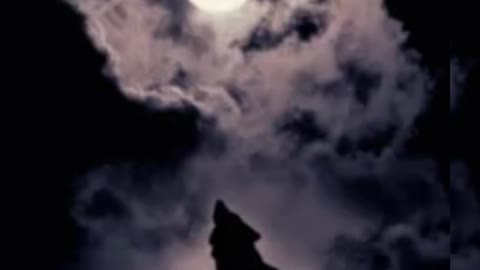 Wolf howling at night sound effect