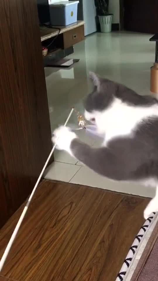 Kitty: Are U play with me or not 🎣🎣🎣