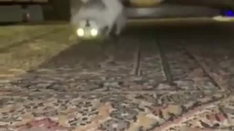 Cute cats videos around the world#9