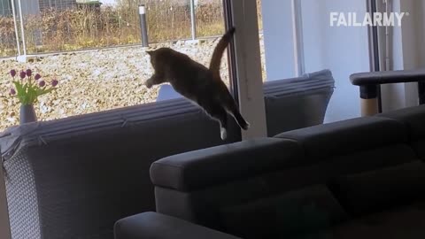 CLUMSY KITTY FAILS Funny Cat Videos