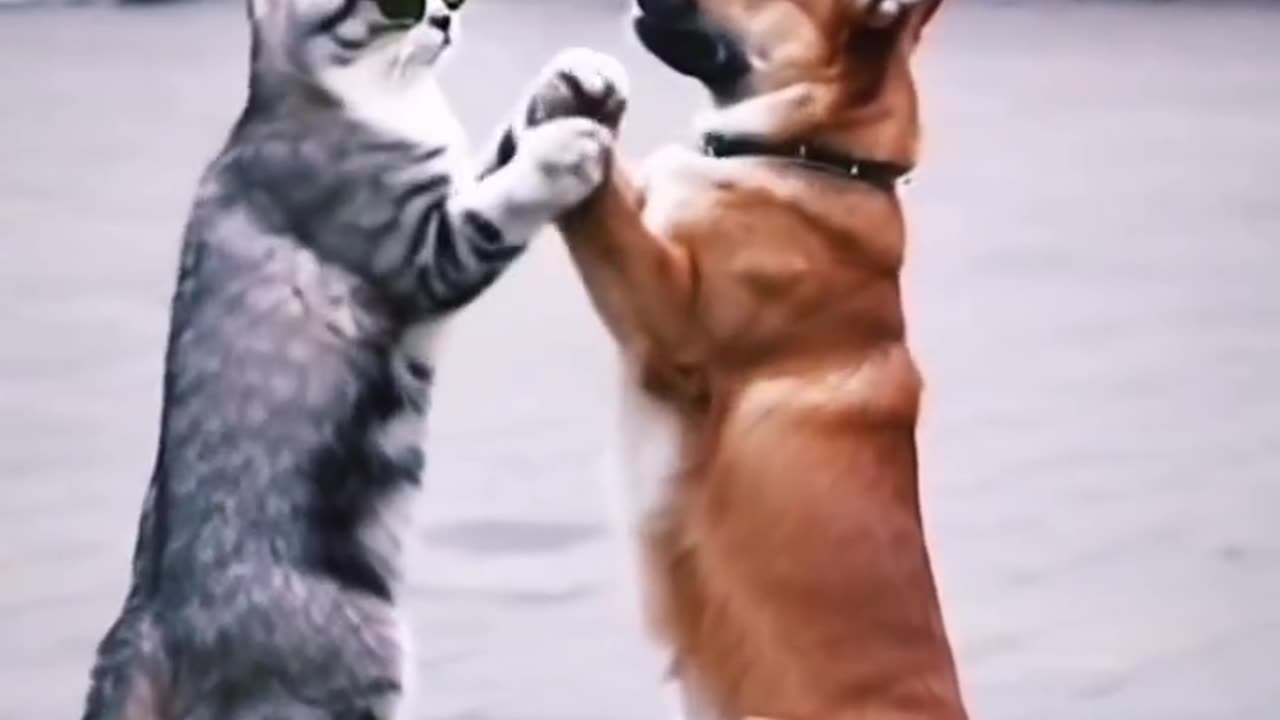 cat dog funny cute dance