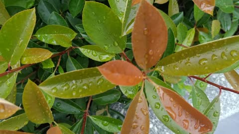 The small leaves after the rain are covered with rain drops