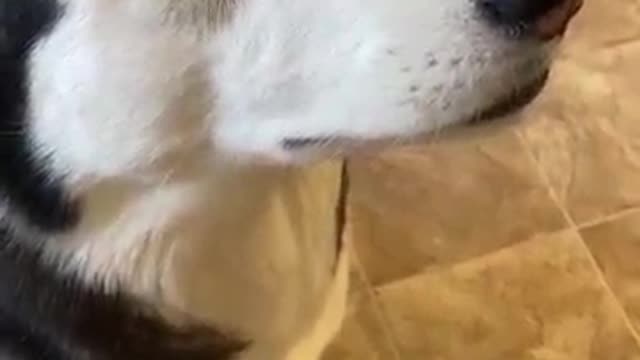 Guilty Husky Tries To Blame Other Dog! #shorts