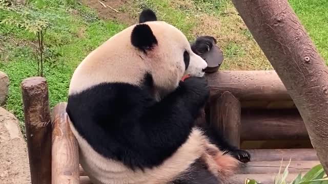 Panda bear is eating a carrot