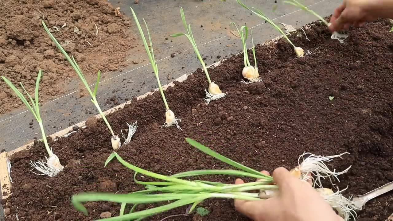 How to seed garlic for a quick harvest