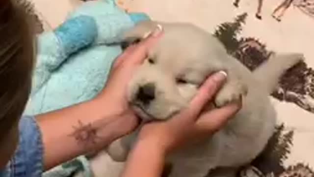 Petting little puppy