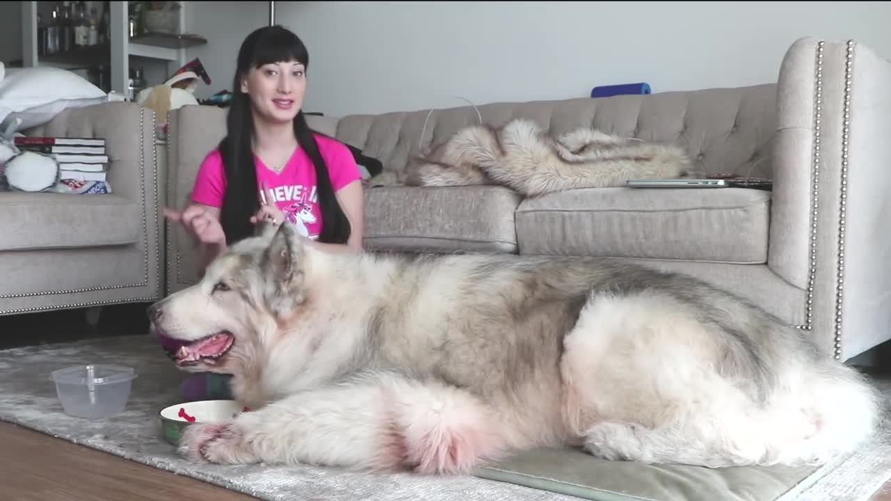 Have tou seen a gigant Alaskan Malamute. Cute