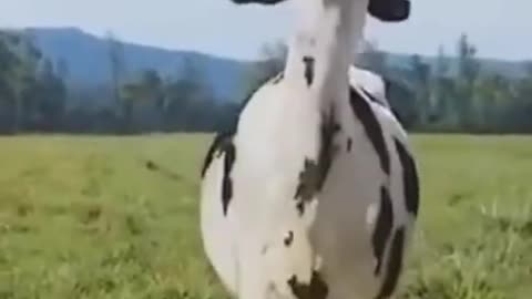 Cow Dance || Cow Dance Video