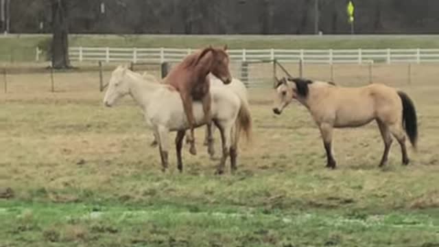Young Stud Horse Still Learning His Skills 1