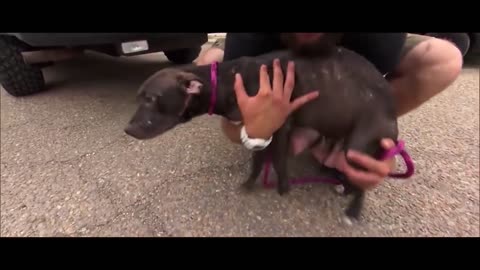 Dog walking from street to street looking for his Children