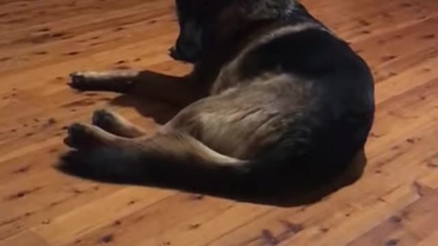 Cat Wakes Dog Sleeping Comfortably and Runs Away