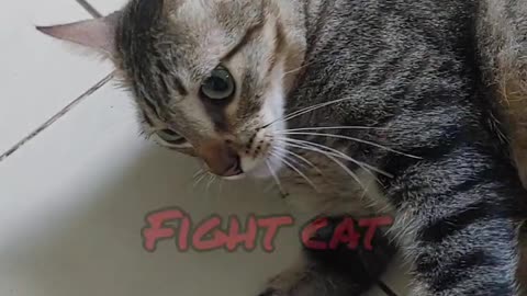 Cat fight