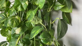 Pet Chameleon Climbs up Golden Pothos