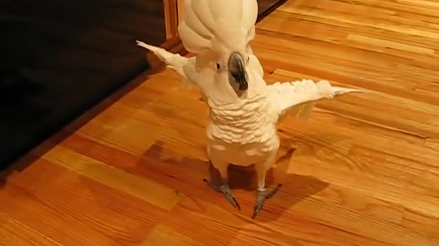 Umbrella Cockatoo Going mad In Kitchen Floor But A Happy bird