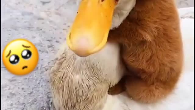 Cute puppy sitting on the back of a duck #cute #trend #dog