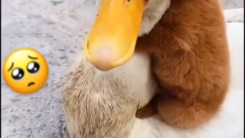 Cute puppy sitting on the back of a duck #cute #trend #dog