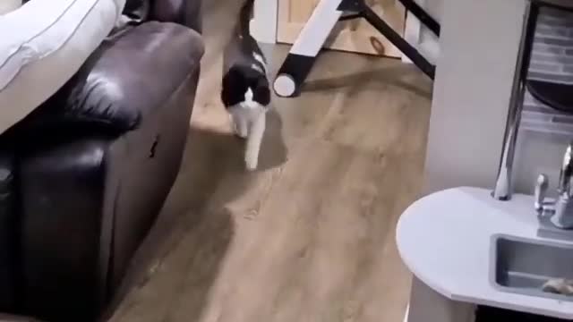 cat funny high quality video