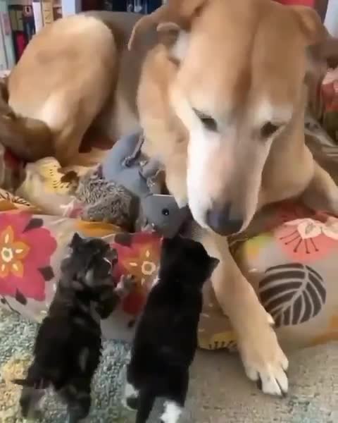 Guests have arrived.Гости пришли