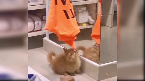 Cute 🐈 cat😺 reaction 😍💕💖