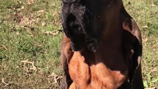 Dog balances cupcake on nose, fails to catch it