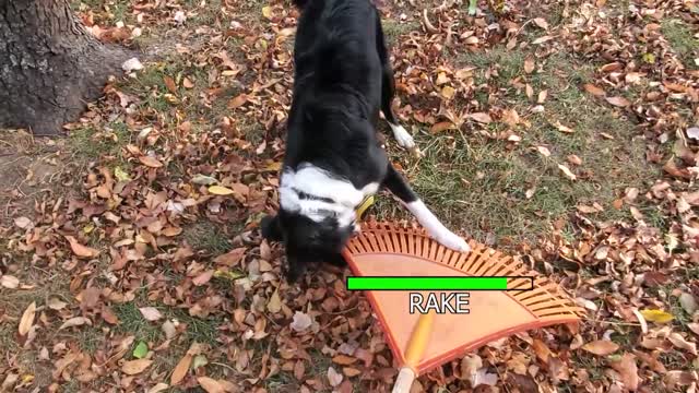 Dog training video