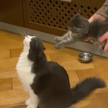 Where to buy such a carding machine