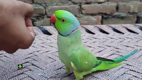 RomeoSoAmazingTalkingParrotAOneOfTheUniqueNewMemberOfTalkingParrotFamilyp6