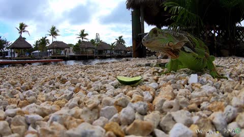 Iguana Eating Fruit