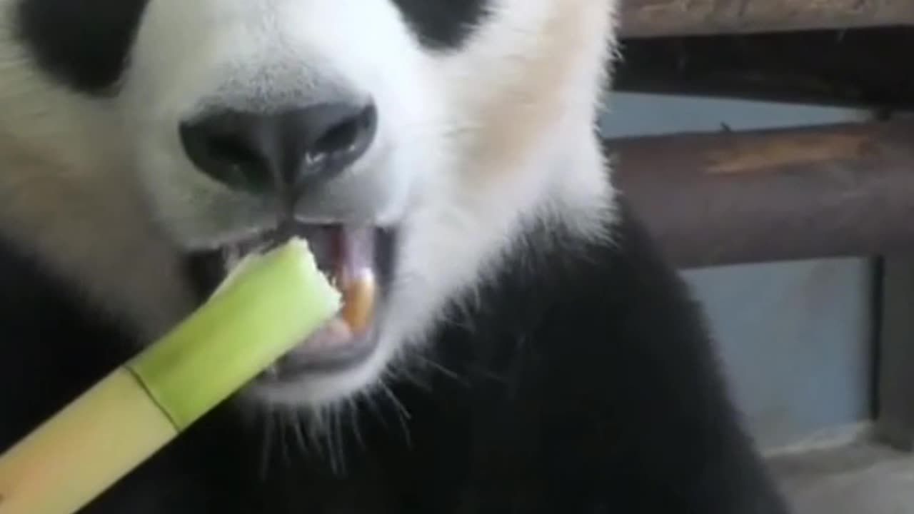 PANDAS life !Fascinating Facts About Pandas: Diet, Eating Habits, and Life in the Wild! #panda