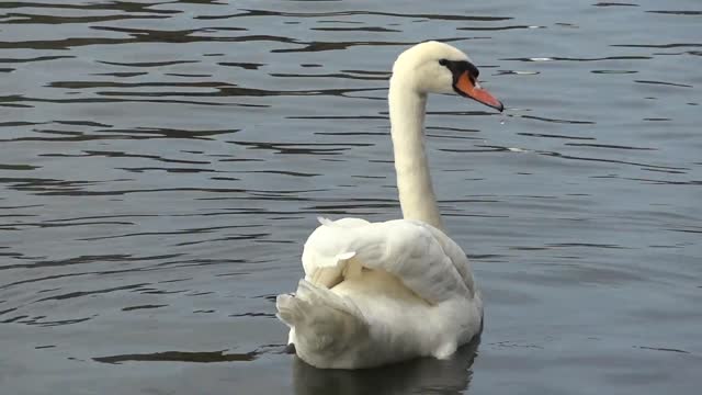 beautiful swan swimming in the underwater | the wonderful white swan