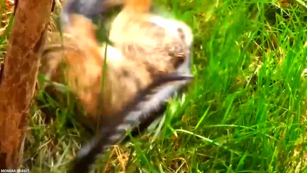 40 Times Animals Fight with wrong Opponents. Part 2. Please Follow My Channels 🙏