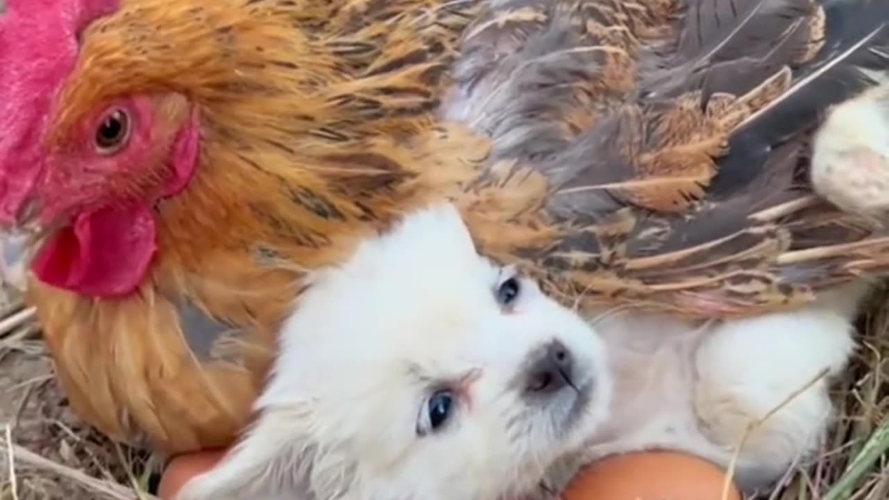 Mother hen protects the cold little dog.
