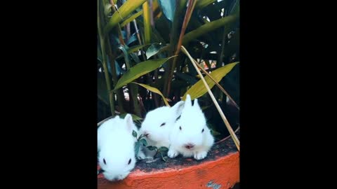 Cute Hare Enjoy Leisure Time In Flower Pot