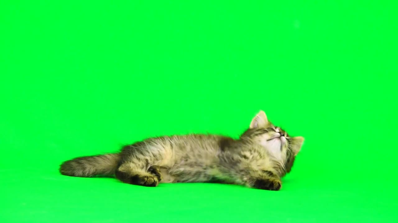 funny cat green screen