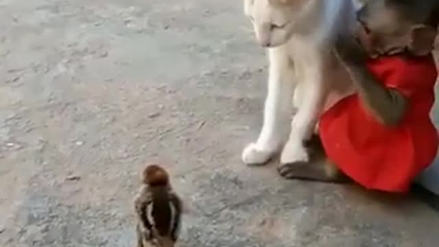 Funny kittenplaying with Monkey and Bird, playing, so cute.