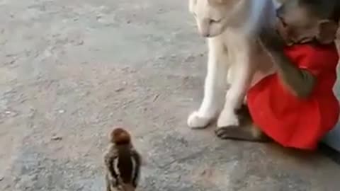 Funny kittenplaying with Monkey and Bird, playing, so cute.