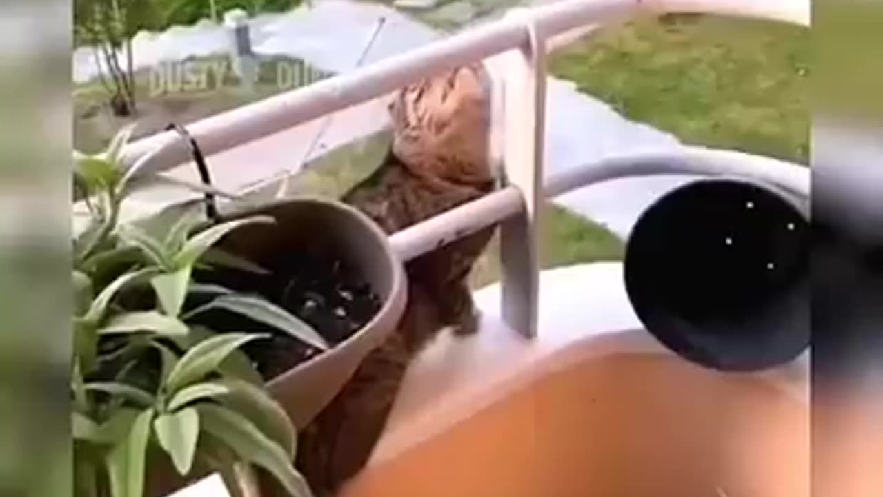 Funny Cats