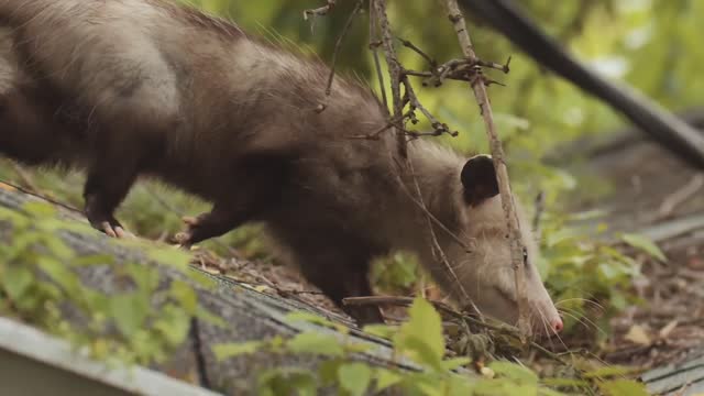 STRANGE ANIMAL