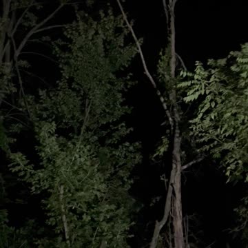 Loud Evening In The Woods