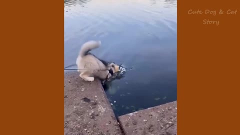 Cat and Dog funny videos | funny videos Cat & Dog